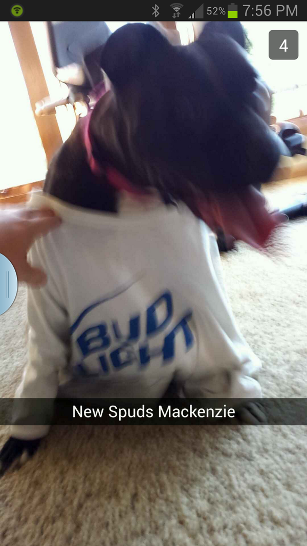 Hoser001's tweet photo. @budlight  @Budweiser  the new Spuds Mackenzie #HereWeGo http://t.co/yllXat0Mij