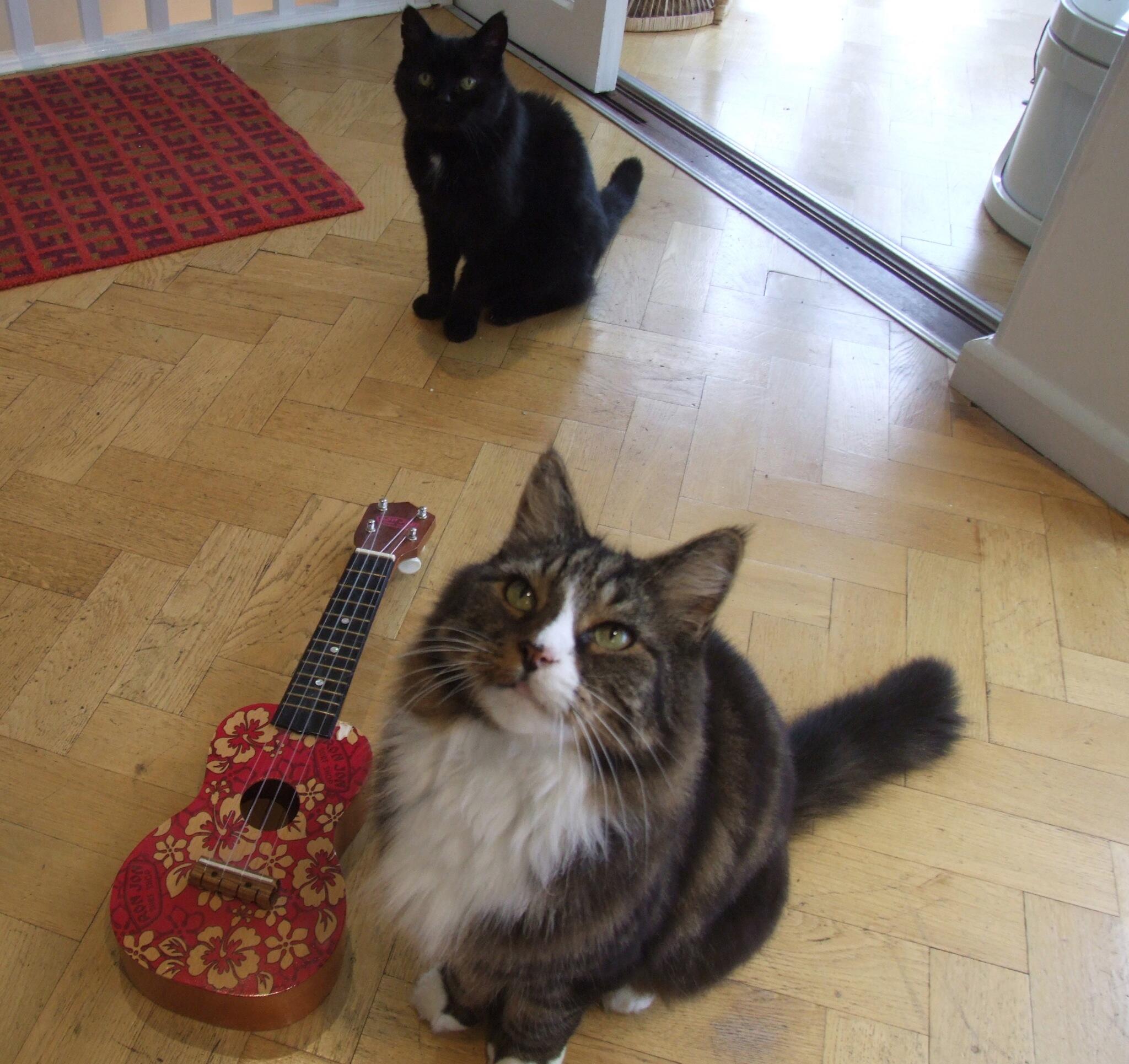 WHY MY CAT IS SAD on Twitter: "My cat is sad because I had enough money