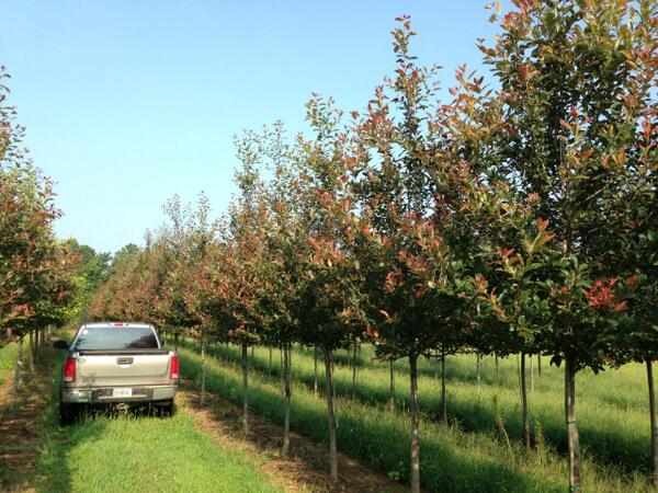 Hunter_Trees's tweet image. Why do they call it 'Wildfire' Black Gum? Red new growth in the summer! #cooltree   huntertrees.com/TreeDetail.asp…