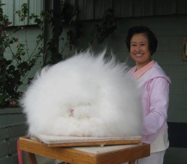 stephhnut's tweet image. "@ThatsEarth: Angora Rabbit http://t.co/H5JMD4JNKe"@NaomiMims I want one!