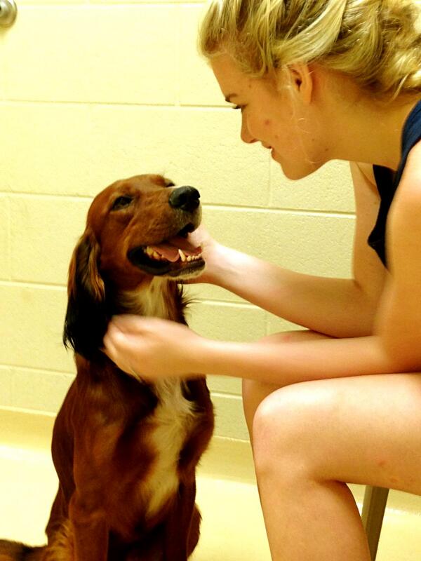 kayleeg03's tweet photo. Going to pick up my new baby today! #meetfinnegan #rescue http://t.co/RxEU6Dd8Oh