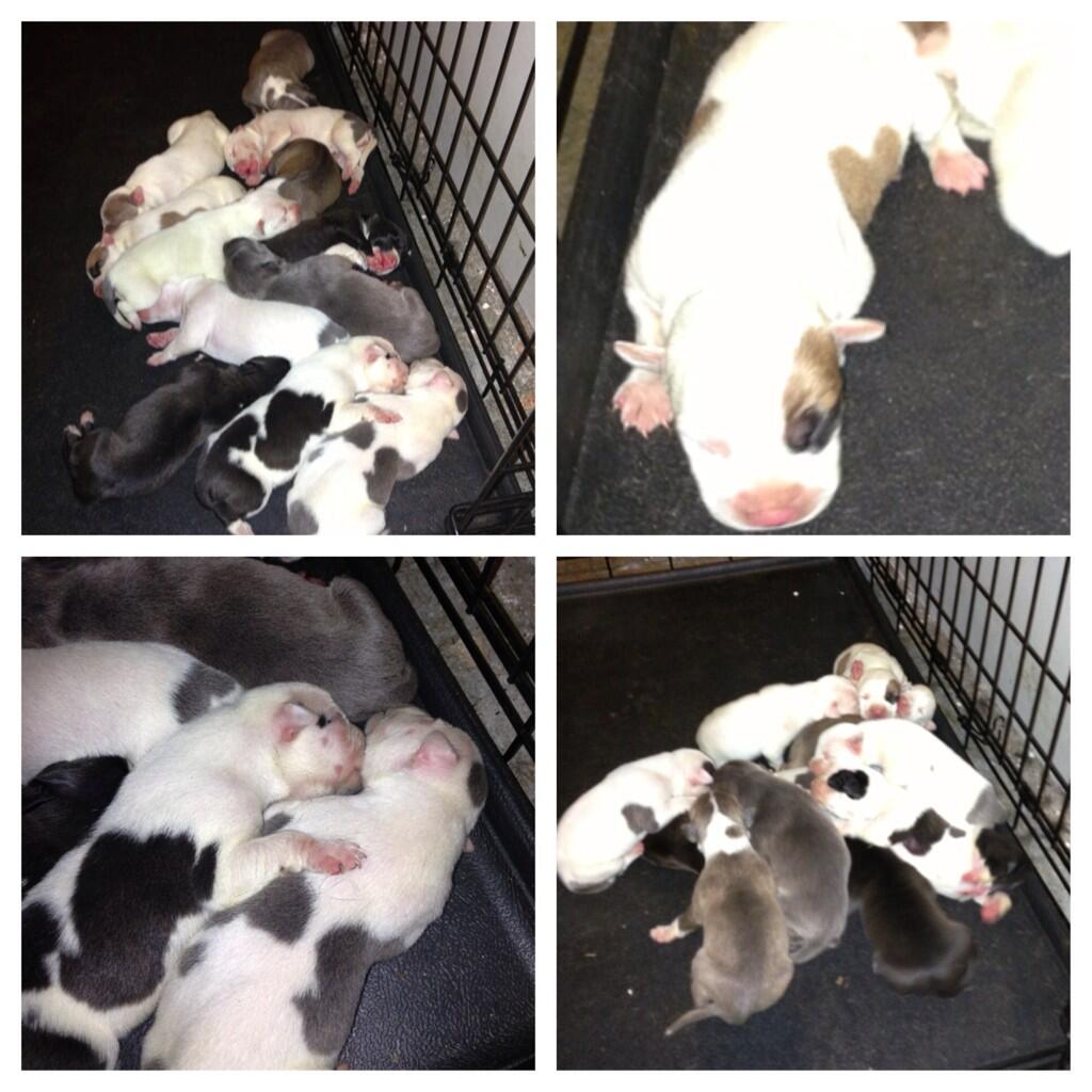 Kingfish pitbulls hotsell