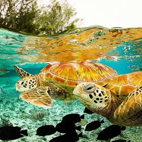 Gorgeous turtles lazing about :) #turtle #turtles #ocean #oceanwildlife #nature #sea #wildlife