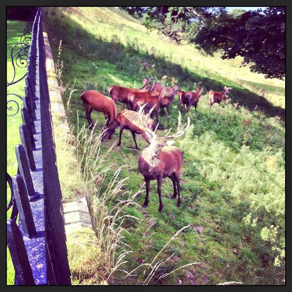 OWLprojectEd's tweet image. Red Deer @ Hopetoun Hse.  Spent the day with the amazing Green Team exploring the woods and sharing!