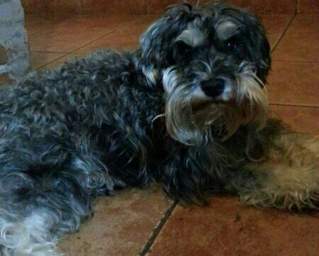 natiijf's tweet photo. @Perros_Cl AYUDA! Perdida el dom 1/9 Martinez.Schnauzer mini gris hembra. Neces tratamiento.RECOMPENSA! 1554648877 http://t.co/NAo60Cp0r3