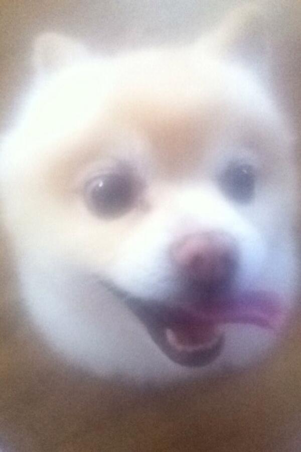 xudave12's tweet photo. My dog is a cow.. He eats grass instead of his dog food 🐶>🐮 http://t.co/2vBeo5uKAe