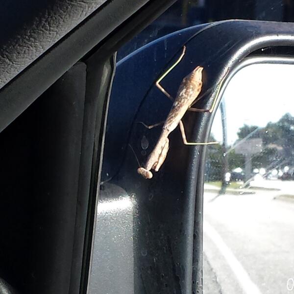 RevFranzy's tweet photo. Unwanted passenger (aka alien, aka praying mantis) held on at 65 mph! #creepy #pleasegetitoffmycar #atleastitsoutside http://t.co/Evi8TfSVft