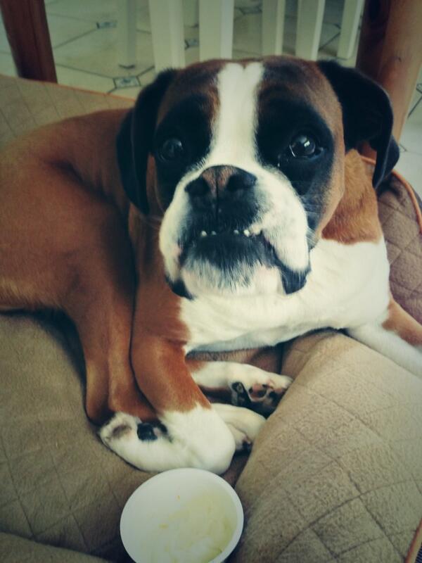 Inditheboxerdog's tweet image. Yum Yoghurt