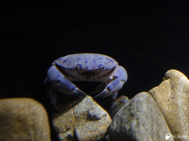 新江ノ島水族館 スベスベマンジュウガニ 食べたら大変です Http T Co 1vori5vn1c Twitter