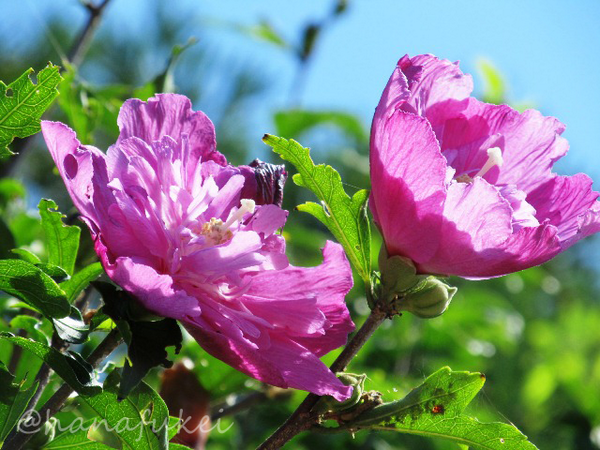 花風景 Bot V Twitter ムクゲ Roseofsharon Hibiscussyriacus Flower ムクゲ 花 韓国では無窮花 ムグンファ と呼ばれ 国花になっています これは八重咲きのもの T Co Z7vn231mui