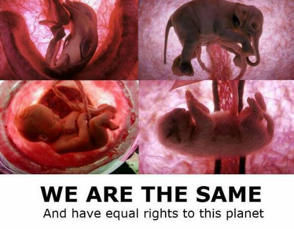 SaveOurAnimals_'s tweet image. 