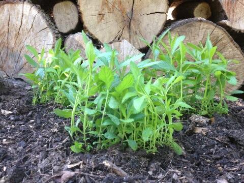 Last batch of Verbenas being planted today in the woods <a href="/chewtonglen/">Chewton Glen</a> to give early nectar for <a href="/BEELINEHFC/">Beeline Honey</a>