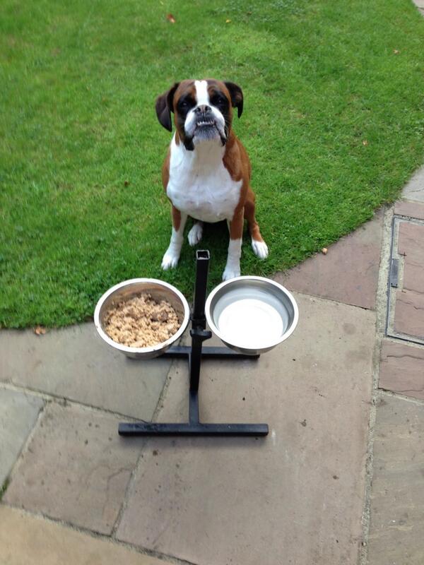 Inditheboxerdog's tweet image. Breakfast Alfresco