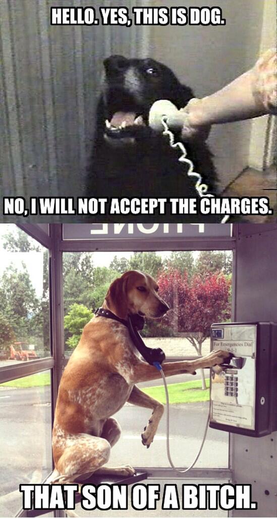 GOT_MEMESS's tweet photo. Talking Dogs. http://t.co/QMT88lqefY