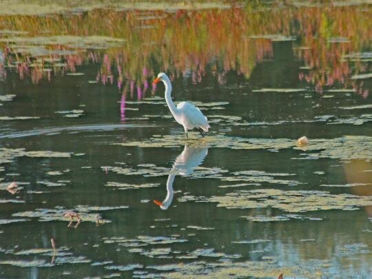 HKwaan's tweet photo. The hungry egret http://t.co/TAVWkTF0ws