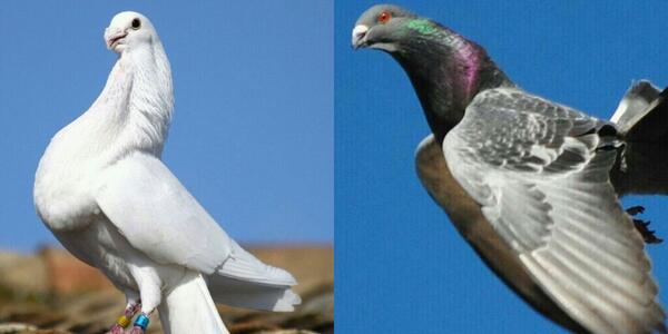 Levancaza tendrá presente el Club criadores de palomas de raza del Levante con más de 60 ejemplares.