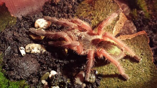 FotoTarantulas's tweet photo. Hembra de #ephebopus #uatuman http://t.co/f1DcF1hzBA