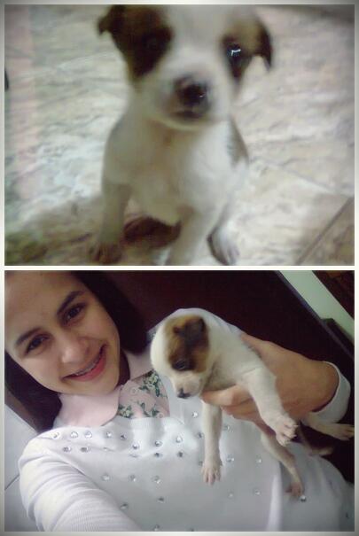 InstagramLua's tweet image. Oi,gnt!Esse é o cookie,acabei de achar ele abandonado na rua :( na mesma hr o peguei p cuidar! #projetoinvernoanimal