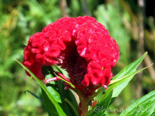 hanafukei's tweet photo. ケイトウ #PlumedCockscomb #flower #ケイトウ #鶏頭 #花
花穂の形状がニワトリの鶏冠(とさか)に似ていることからこの名がつきました。 https://t.co/LIBabB5Gcm