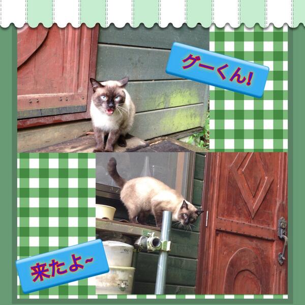 ginkadai's tweet image. #InstaFramePlus ごはんたくさん食べたよ!子猫フード(^◇^;)
