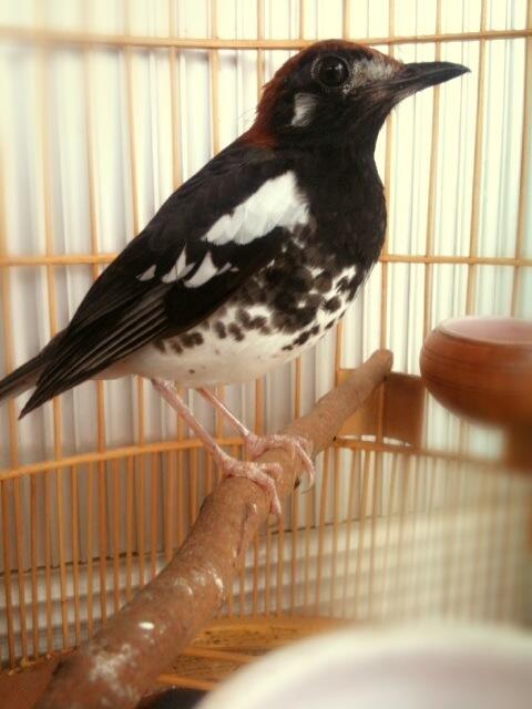 firlivanjava's tweet image. Anis a bahar.. Hehe.. via #Camera360#