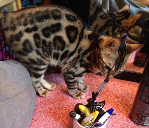 BlixSM2013's tweet photo. I iz good at makeups, let me help mum?? http://t.co/H9qebVb9kZ