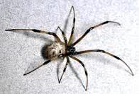 Choo02SD's tweet photo. The ONLY thing we have to fear is FEAR ITSELF... And spiders!! http://t.co/Vmli6kw8lT