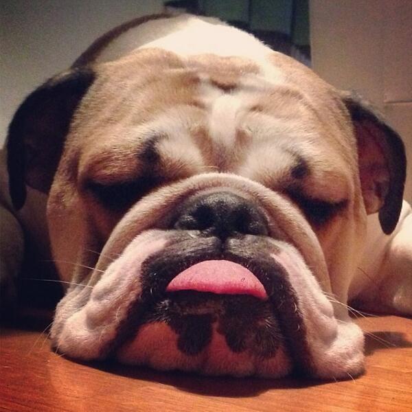 EuroBully tweet picture