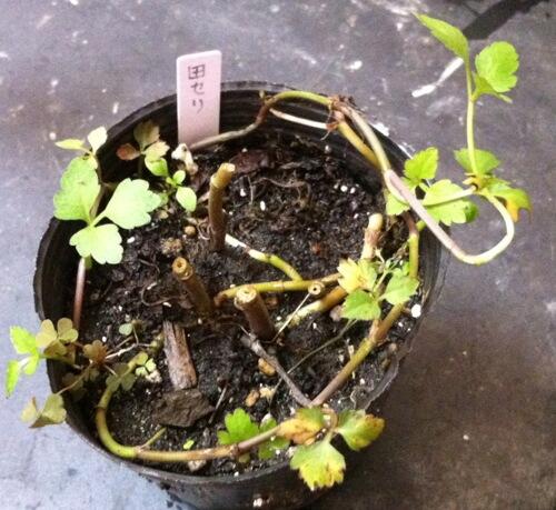 パツ子 Patuko13 セリ の検索結果 Page 3 Twilog