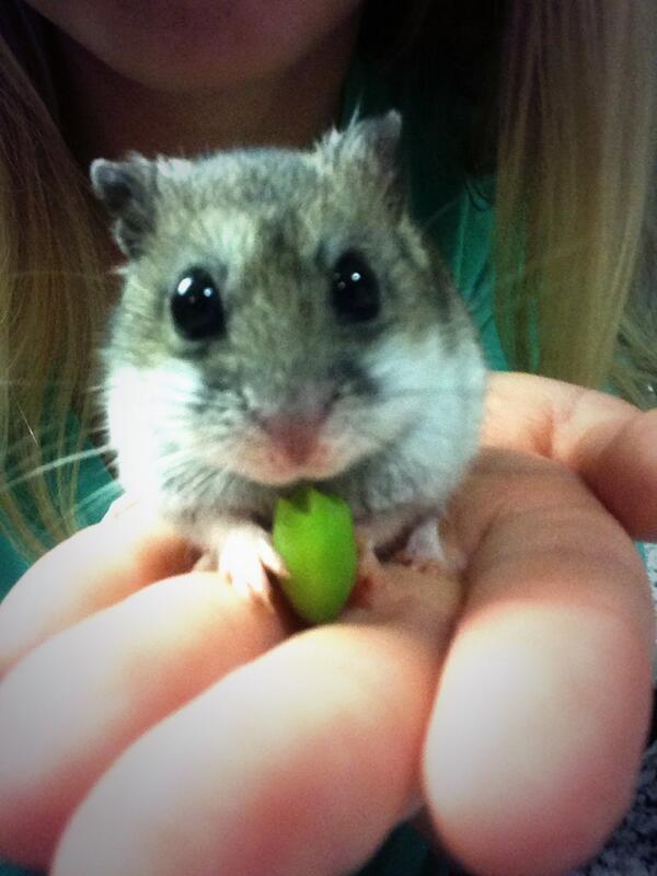 Hamstaboi's tweet photo. I love edamame #stayhealthy http://t.co/6AGVbG2ovt