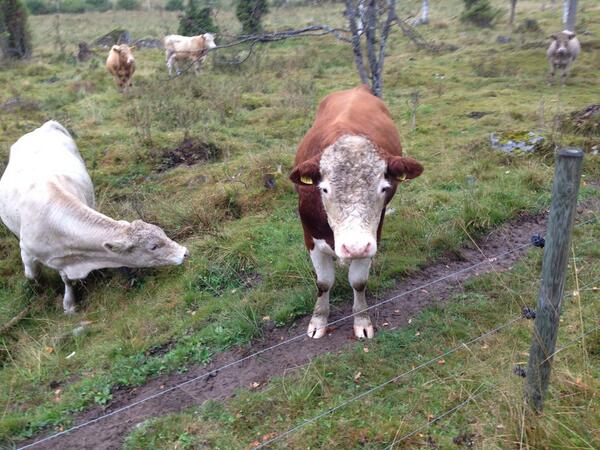 marctonkel's tweet photo. Made a new friend today! Had a bit of a staring contest #lonely http://t.co/UIM6H6I45m