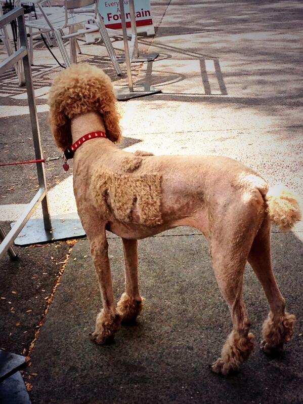 KristinLWebster's tweet image. They shaved their dog for this weekends festivities. #ironmanmadison