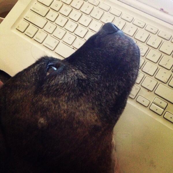 CommaHoundCopy's tweet image. Mayzie "helping" me with my work today. #cutepic