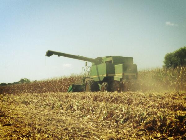 SusanPcamp's tweet photo. First test plot getting cut in Newbern TN! @MitchHolmberg @EdwardJKahle @volunteercorn #agrigold http://t.co/BIiPeStwnY