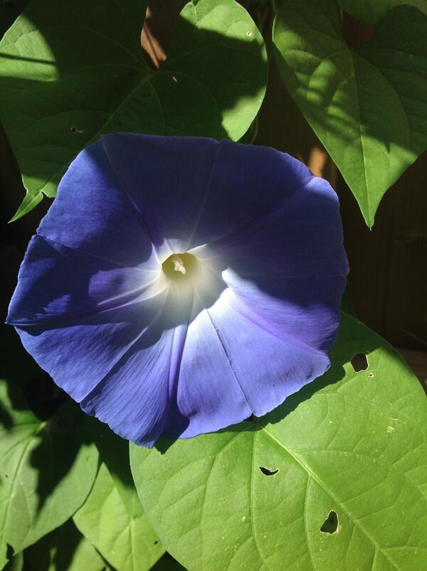 lizdeno's tweet image. A little late in the season but they finally bloomed!! #FaveColor