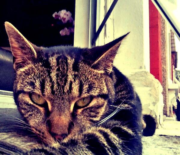 DramaticCat1 tweet picture