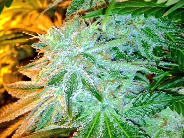 RefineSeattle's tweet photo. @FireBros206 #WhiteHashPlant -I can't wait to get this in the #SlabLab http://t.co/fUzMxtJLkA