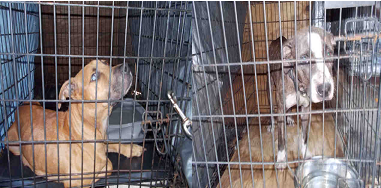 Simple Dog tweet media