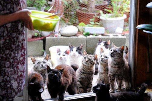 thedailybeast's tweet image. There's an island in Japan ruled by cats thebea.st/19mh0E8