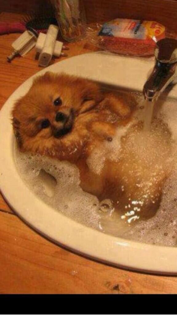 rickygervais's tweet image. .@bathpics