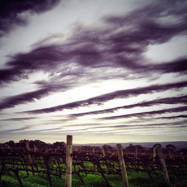 FoxCreekWine's tweet image. Clouds over the vines this morning... #southaustralia #showmemv #getfoxy #SAwines