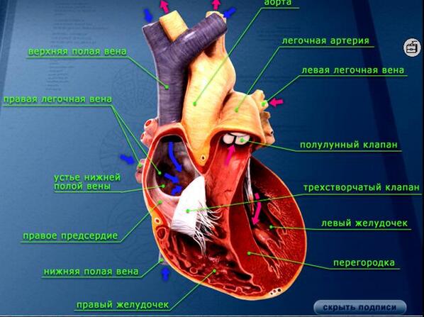 анатомия сердца человека и круги кровообращения. опишите строение сердца. основы сердца составляет. строение трехстворчатого клапана сердца. строение человеческого сердца схема.
