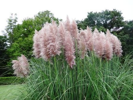 神代植物公園 ニュース こちらは ピンクパンパスグラスです パンパスグラス と違い花は紫がかった桃色です 和名は ムラサキシロガネヨシです パンパスグラス ピンクパンパスグラスともに 花のもちは良いので しばらくの間 楽しめそうです Http T