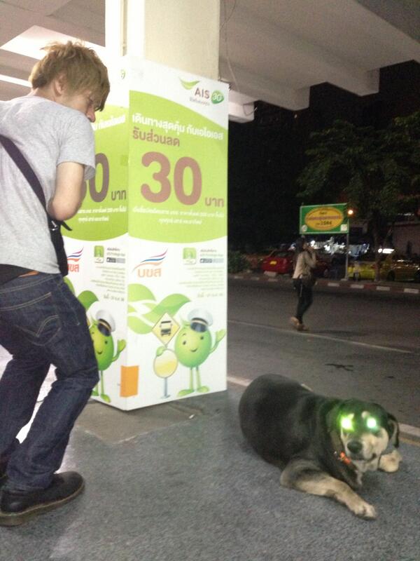 msmgnk's tweet photo. 犬。5 http://t.co/SXI9TWDoG3