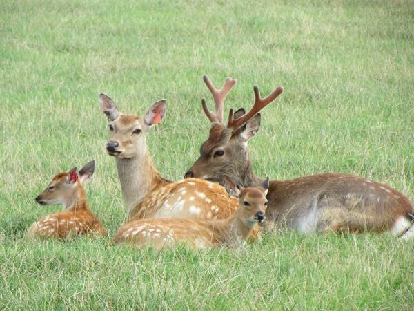 <a href="/tsdccupar/">Scottish Deer Centre</a>  took this at the centre great place to visit can't wait to come back again.