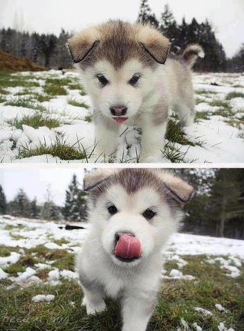 victorfrau's tweet photo. RT si tú también quieres un perro como éste. http://t.co/c8UNSzrSkX