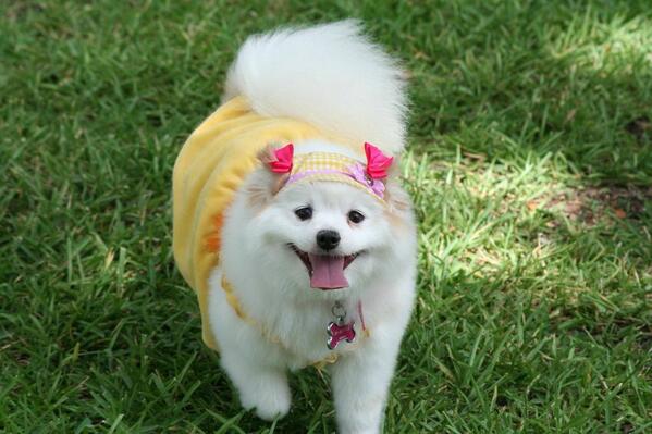riveroaksdogs's tweet photo. Coco - our Dog of the Day! #dogoftheday http://t.co/4l19NN76iP