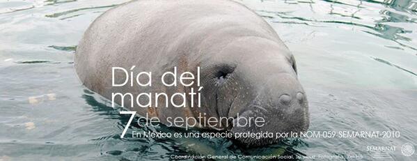 SemarnatSLP's tweet photo. ¿Sabías que mañana 7 de septiembre es el #DíaDelManatí? Comparte la #PostalSemarnat. (Foto cortesía de @XelHaPark) http://t.co/uQFnmoMIwU