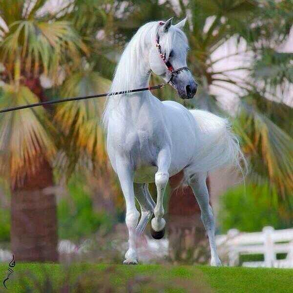 Лошадки клип. Белая лошадь. Арабская лошадь белая. Белая арабская лошадь выставка. Выставочные лошади арабские.