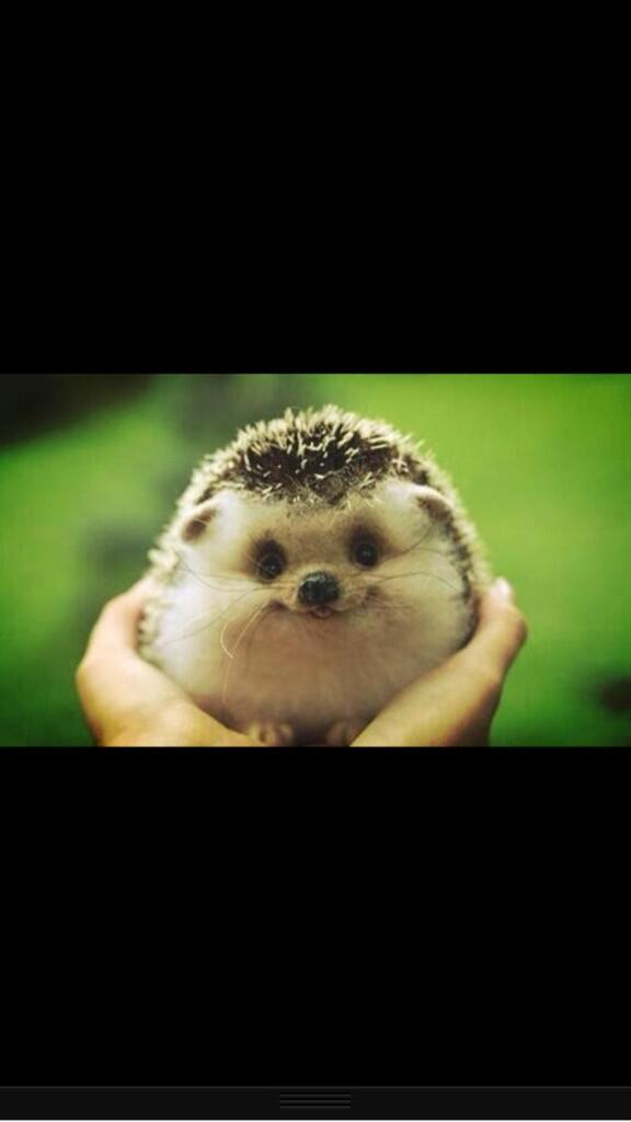 rickygervais's tweet photo. Thank Fuck it's fat baby Hedgehog Friday http://t.co/kHBe4nX9b6